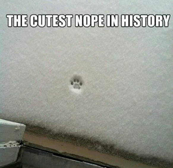 Memes: Katzen und Schnee
