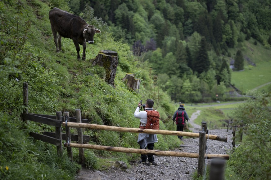 KEYPIX - Ein Tourist macht ein Foto einer Kuh im Wandergebiet Alpstein, am Donnerstag, 14. Mai 2026, in Wasserauen. (KEYSTONE/Gian Ehrenzeller)