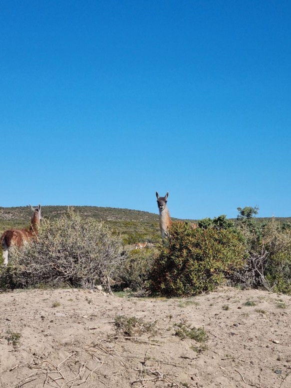 cute news tiere in argentinien