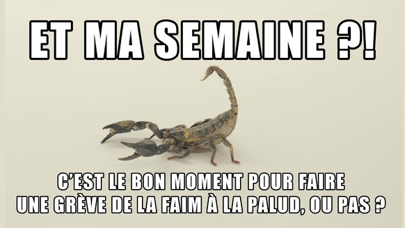 Scorpion, Horoscope, Grève, Faim, Climat, Palud