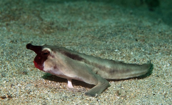 Red-lipped batfish (Ogcocephalus darwini) Galapagos. PUBLICATIONxINxGERxSUIxAUTxONLY 1426086 MichaelxPitts

Red lipped batfish Ogcocephalus darwini Galapagos PUBLICATIONxINxGERxSUIxAUTxONLY 1426086 Mi ...