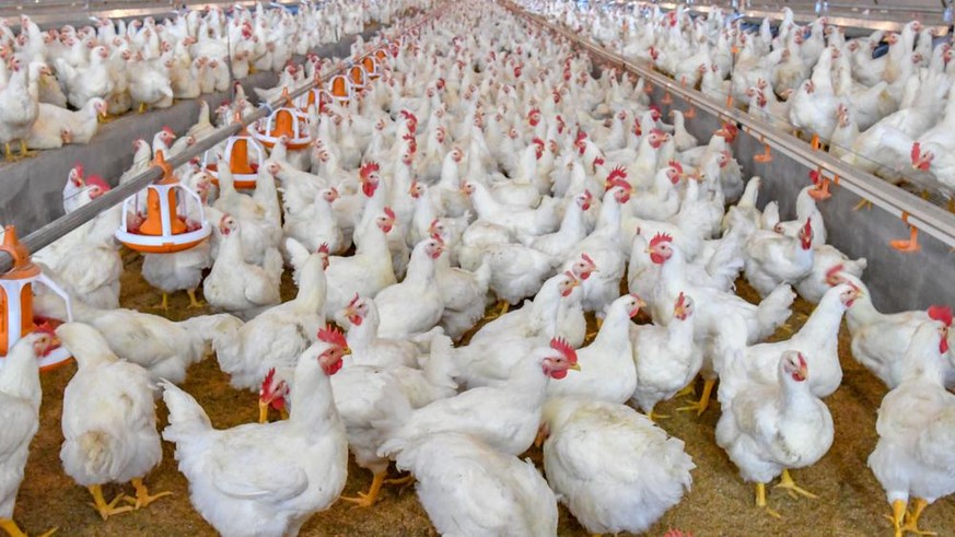 élevage intensif de poulets