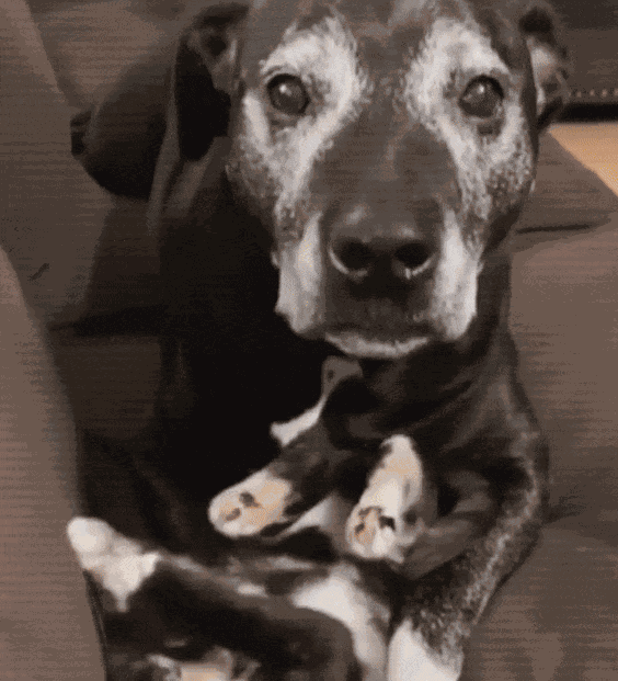 GIF animé