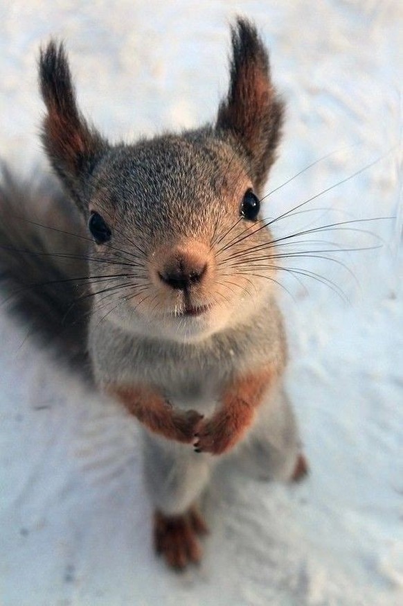 cute news tier eichhörnchen

https://ch.pinterest.com/pin/1266706139887855/