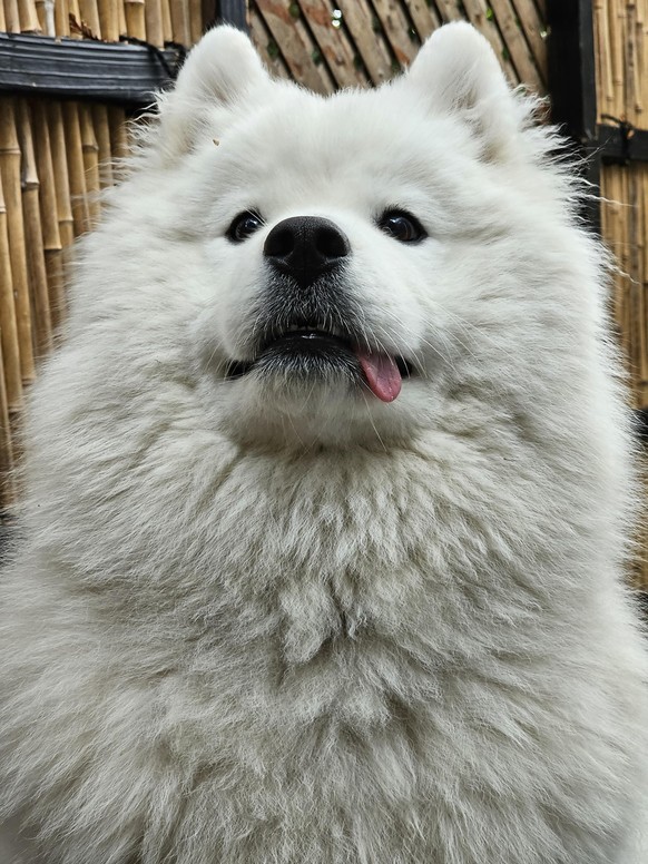 cute news tier hund streckt zunge raus

https://www.reddit.com/r/Eyebleach/comments/16sy2qw/her_majesty_princess_beans/