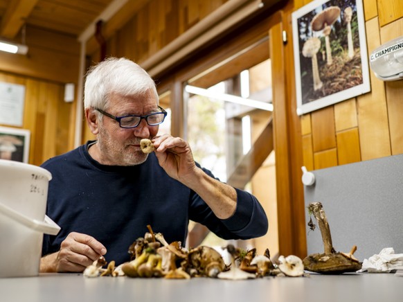 Pierre-Alain Leresche, le contrôleur officiel de la Ville de Lausanne, vérifie les champignons qui lui sont amenés au Boscal du Chalet-à-Gobet à Lausanne.