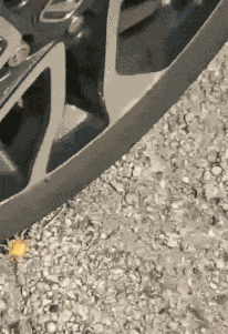 GIF animé