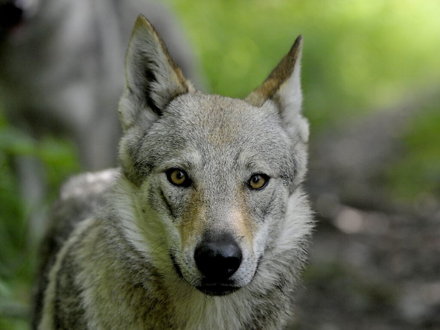 Une initiative vise à permettre de tirer un loup, toute l'année, sauf dans le Parc national suisse.