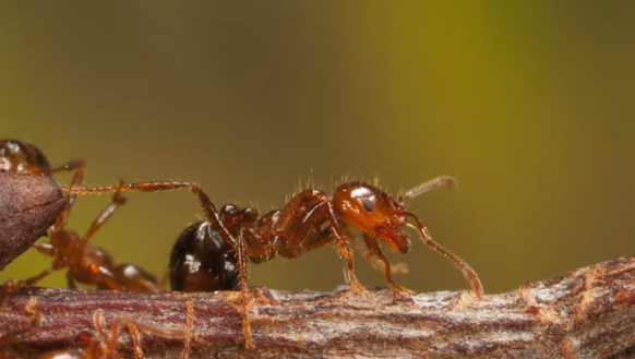 La piqûre de la fourmi de feu provoque une douleur qui ressemble à une brûlure.