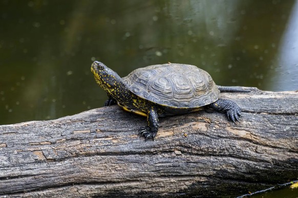 La tortue cistude européenne est la seule espèce de tortue indigène en Suisse.
