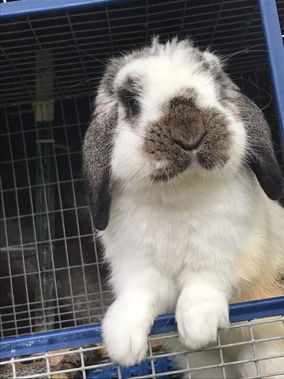 cute news animal tier hase

https://imgur.com/t/animals/zpca7mw