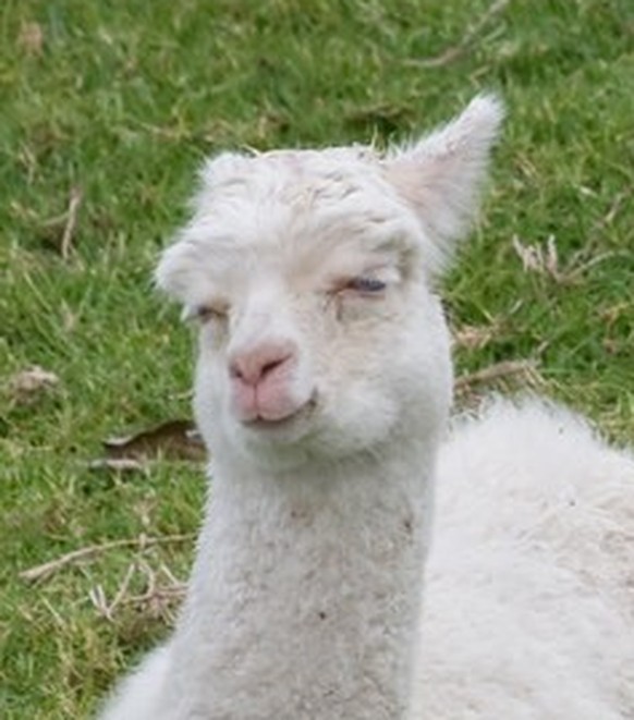 cute news animal tier alpaka
https://imgur.com/t/alpaca/vBMUdEH