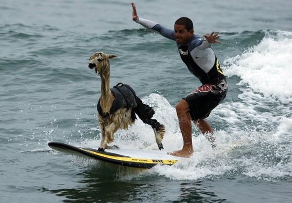 Mais il sait faire du surf. Balèze quand même.