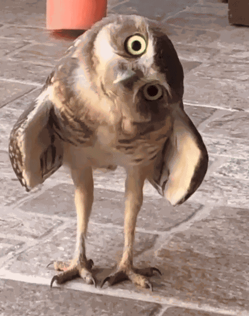 GIF animé