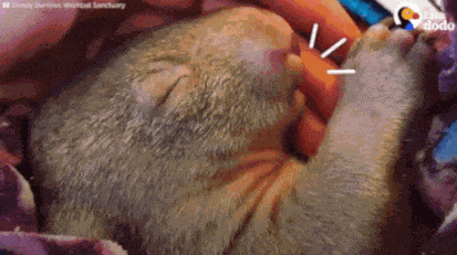 GIF animé
