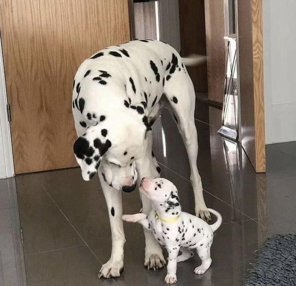 cute news tier hunde dalmatiner

https://www.reddit.com/r/AnimalsBeingMoms/comments/1ajcznd/this_mother_and_puppy_dalmatian/