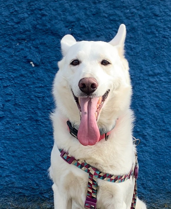 cute news tier hund

https://imgur.com/gallery/minha-vida-aHajTeW#/t/aww