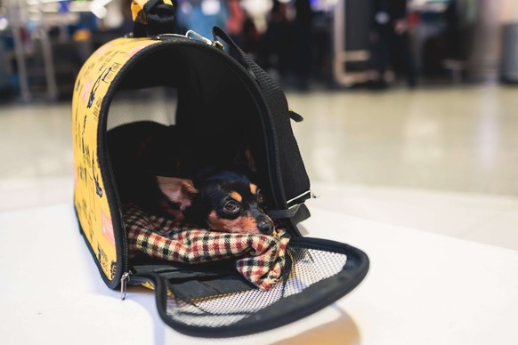 Il existe des caisses de transport spécialement conçues pour les chiens et les chats.