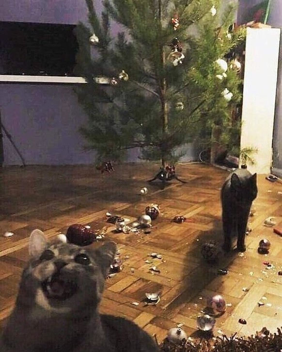 cute news tier katzen zerstören weihnachtsbaum

https://www.instagram.com/p/C1R-DvrsW83/
