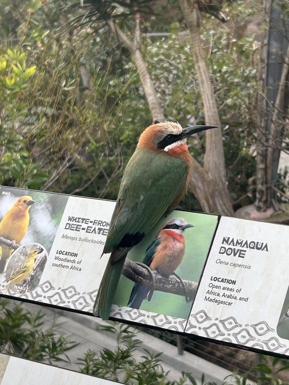 cute news tier vogel

https://www.reddit.com/r/birds/comments/1ptkr35/anyone_know_what_kinda_bird_this_is_xd/