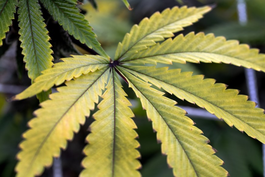 FILE - A mature marijuana plant flowers under artificial lights prior to harvest at Loving Kindness Farms in Los Angeles on May 8, 2020. Leading California cannabis companies Friday, Dec. 17, 2021, wa ...