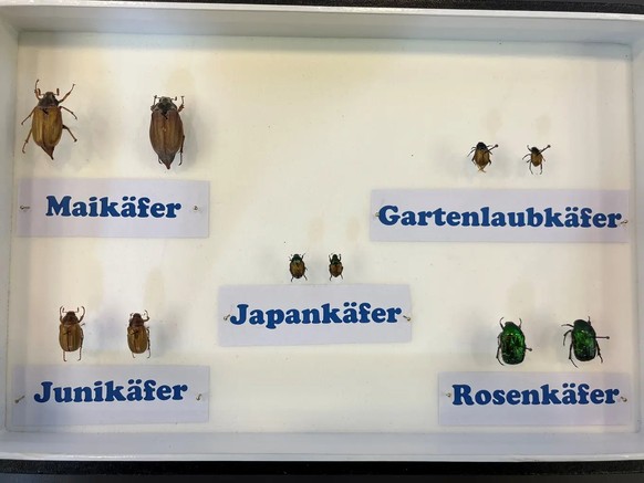 Le scarabée japonais en comparaison de taille avec d&#039;autres coléoptères indigènes d&#039;apparence similaire.