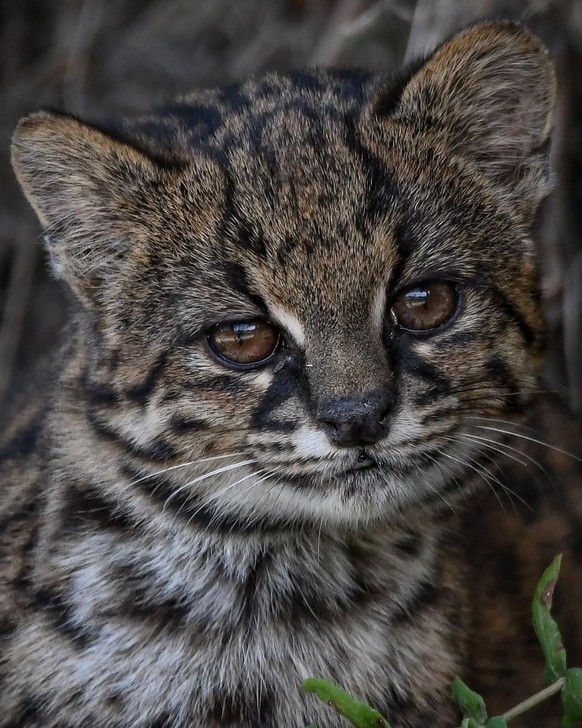 cute news tier chilenische wildkatze kodkod

https://www.instagram.com/p/C_4qN7gsE_Q/?img_index=6