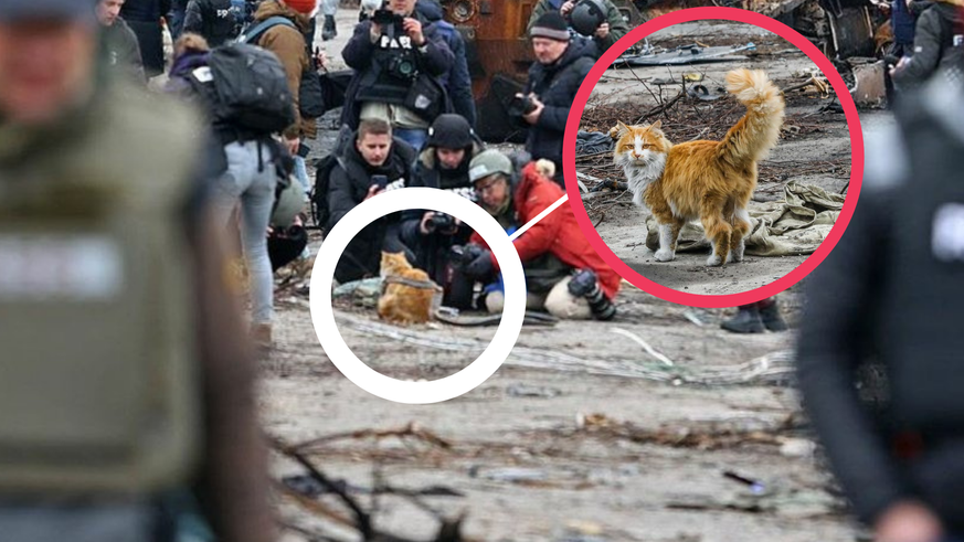 Ce chat roux et blanc, acteur principal (involontaire) d'une propagande russe, qui fait polémique depuis mercredi à Boutcha.