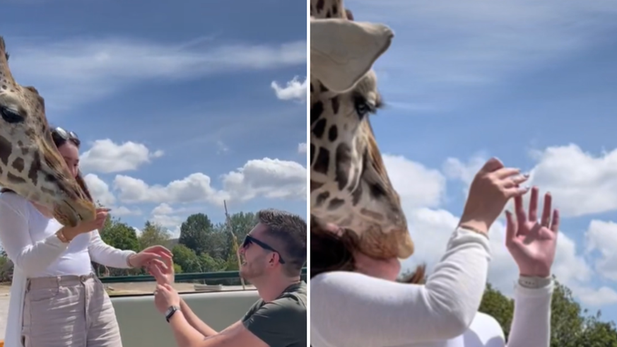 Une girafe gâche une demande en mariage