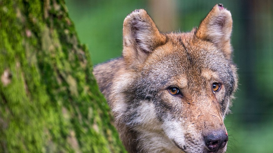Un loup sévit depuis plusieurs semaines dans le Jura bernois suscitant la colère et l&#039;inquiétude des agriculteurs (image d&#039;illustration).