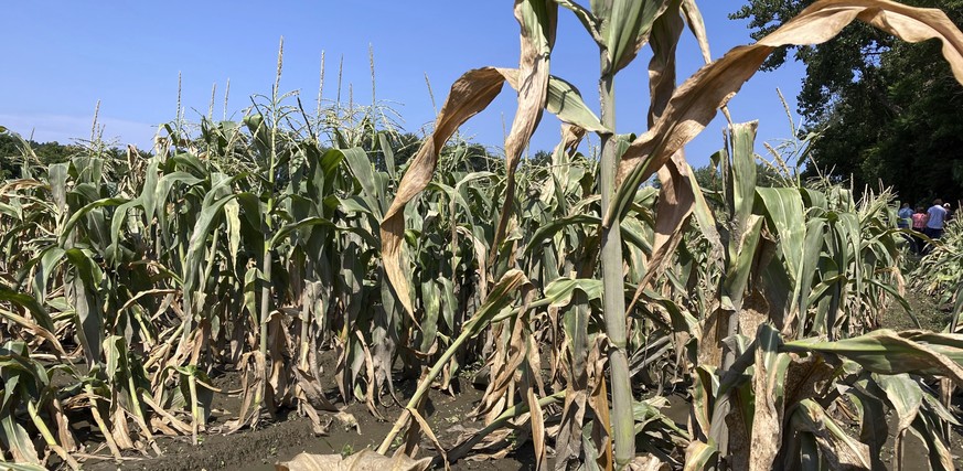 Corn crops damaged by severe flooding two weeks ago are shown on July, 24, 2023, at Paul Mazda&#039;s fruit and vegetable farm in Essex Junction, Vt. (AP Photo/Lisa Rathke)