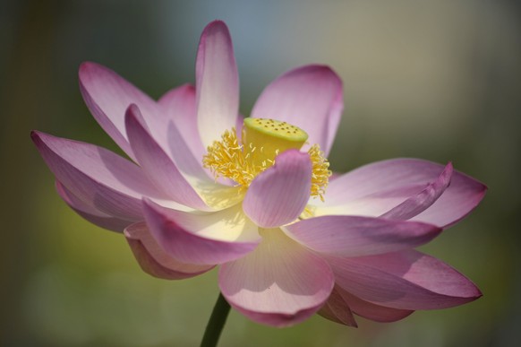 Indian lotus or Sacred lotus (Nelumbo nucifera), Nelumbonaceae.