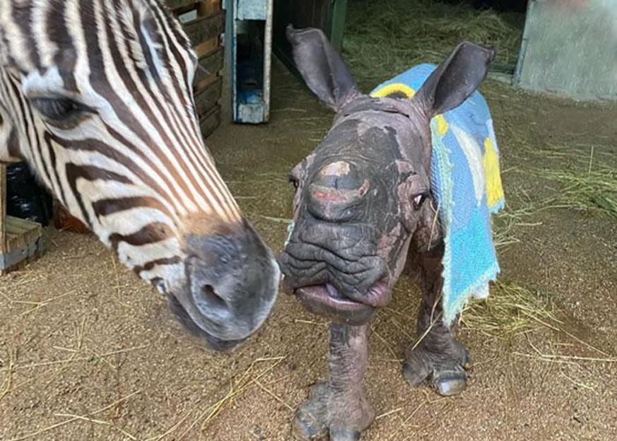 Une amitié improbable est née entre un bébé zèbre et un bébé rhinocéros au sanctuaire Care for Wild Rhino, en Afrique du Sud.