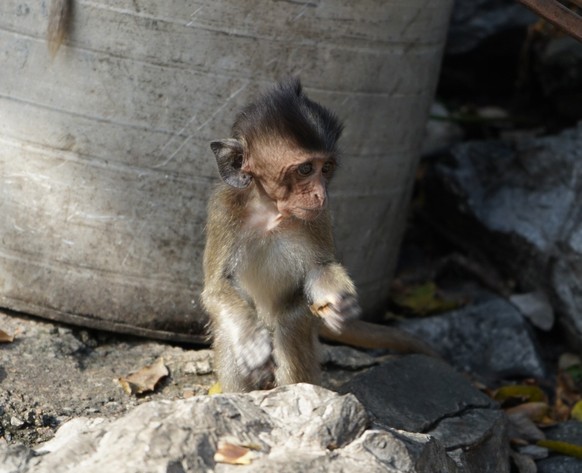 cute news tier animal affe