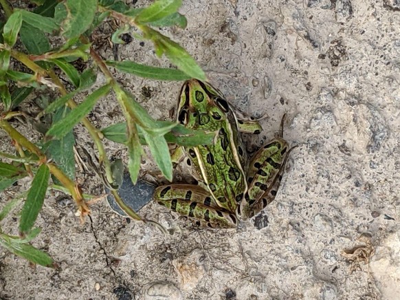 cute news animal tier frog frosch

https://imgur.com/t/frog/ssFWA6e