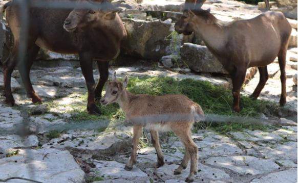 Un bébé bouquetin des Alpes: petite escale au zoo de Langenberg, ouvert gratuitement au public.