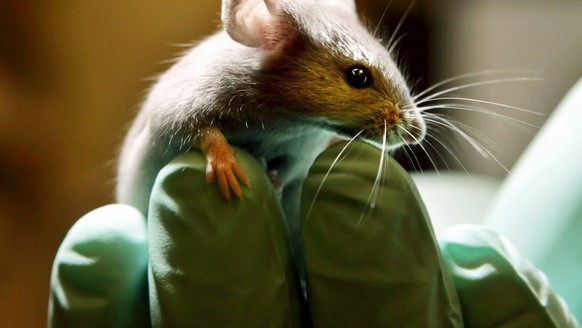 Eine Maus sitzt am 24. Januar 2006 auf der Hand eines Angestellten in einem Labor fuer Tierversuche in Bar Harbor, USA. Am Freitag, 24. April 2009, ist "Internationaler Tag des Versuchtieres& ...