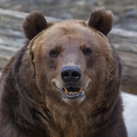 Une femelle grizzly.