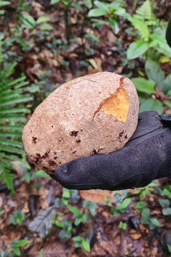 epa10663513 A handout photo made available by the Colombian Military Forces in which fruits typical of the area are shown, among which are borojos and wild mangoes, supposedly bitten by children trave ...