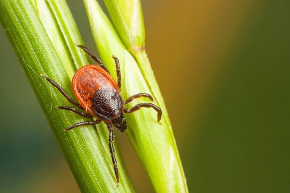 Les tiques se propagent dans toute la Suisse et transmettent des maladies. Parallèlement, un produit couramment utilisé pour lutter contre ces parasites nuit à l'environnement.