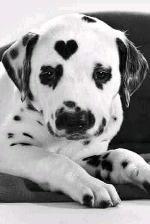 cute news tier hund

https://ch.pinterest.com/pin/1121888957169340050/