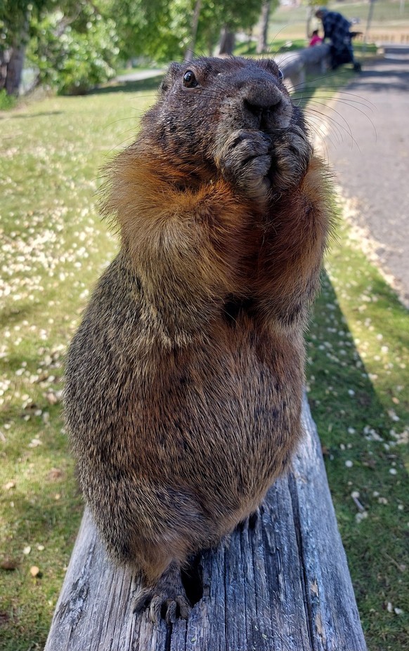 cute news tier murmeltier

https://imgur.com/gallery/when-you-feedin-marmots-they-find-out-you-ran-out-of-favorite-snacks-Dw7fZ0q#/t/aww