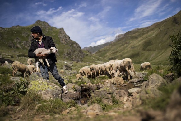 epa08501465 Borjan, 13, a shepherd of Balje family watches the flock graze on a pasture in the Sharr Mountains, Kosovo, 19 June 2020 (issued 22 June 2020). The Balje family is one of just a few shephe ...
