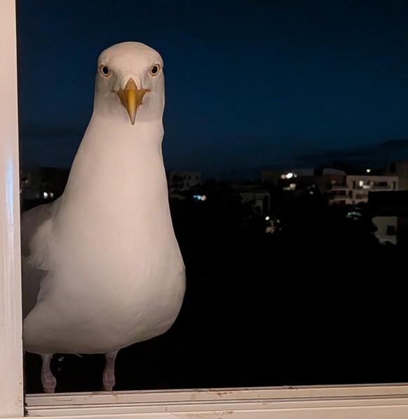 cute news tier möwe

https://www.reddit.com/r/Birdsfacingforward/comments/1u6p3y2/i_am_watching_you/