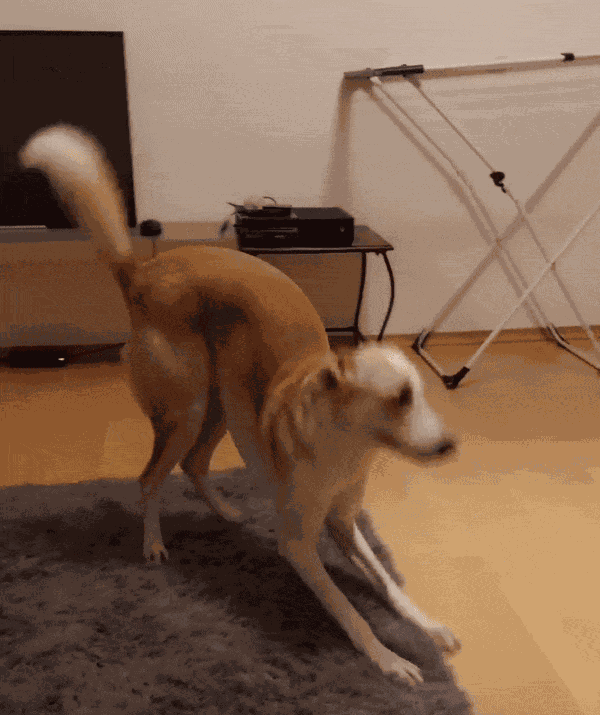 GIF animé