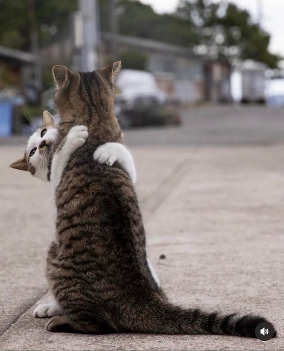 cute news tier katzen

https://www.reddit.com/r/MadeMeSmile/comments/1vdlvw4/japanese_street_photographer_masayuki_oki/
