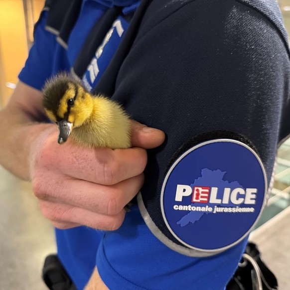 La police jurassienne au secours de neuf canetons égarés sur l'A16 le 11 mai 2026.