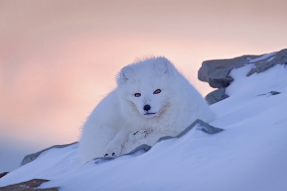 Polarfuchs Vulpes lagopus liegt und ruht im Schnee in Schneelandschaft, Svalbard, Spitzbergen, Norwegen, Europa Polar fox in habitat, winter landscape, Svalbard, Norway. Beautiful white animal in the  ...