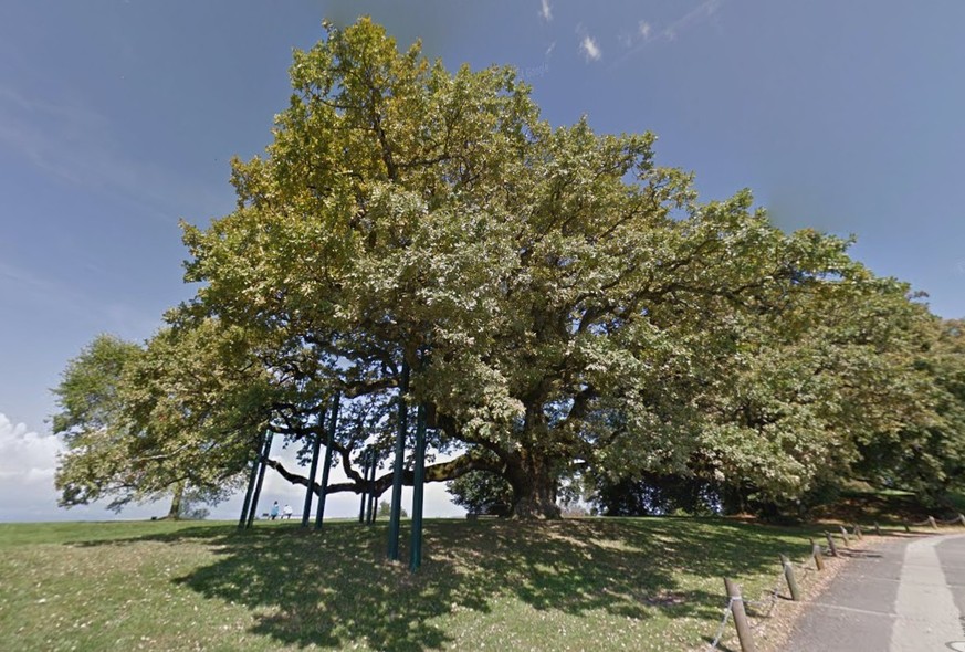 Le chêne millénaire de Morrens.