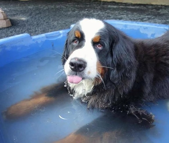 cute news tier hund in wasserbecken

https://www.reddit.com/r/AnimalsBeingDerps/comments/142d49h/staying_cool_in_the_pool_at_daycare/